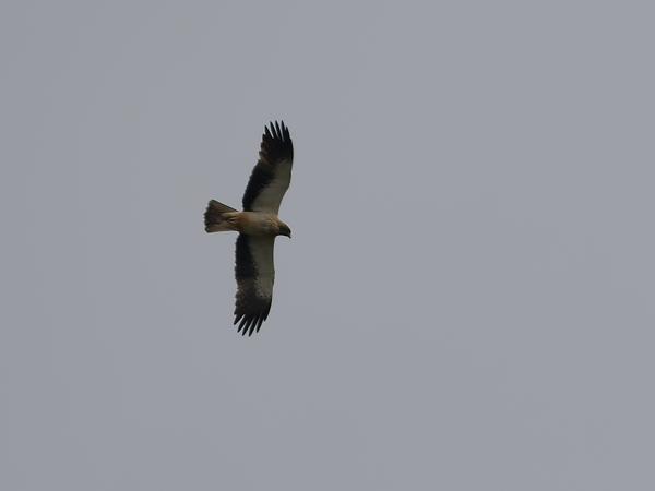 <h3><a href="/trips/extramadura/biota/animalia/chordata/aves/017 accipitriformes/004 accipitridae/hieraaetus pennatus/hieraaetus pennatus-nl.html">Hieraaetus&nbsp;pennatus</a> / Booted&nbsp;eagle / Dwergarend</h3>OM-1 Mark II met OLYMPUS M.150-400mm F4.5, 1/3200 sec  bij F5.6, ISO 200, afstand 321&nbsp;m